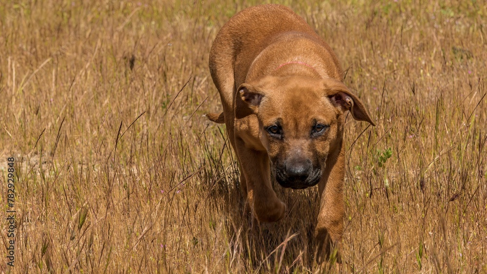 Closeup of a Rhodesian Ridgeback dog running on grass