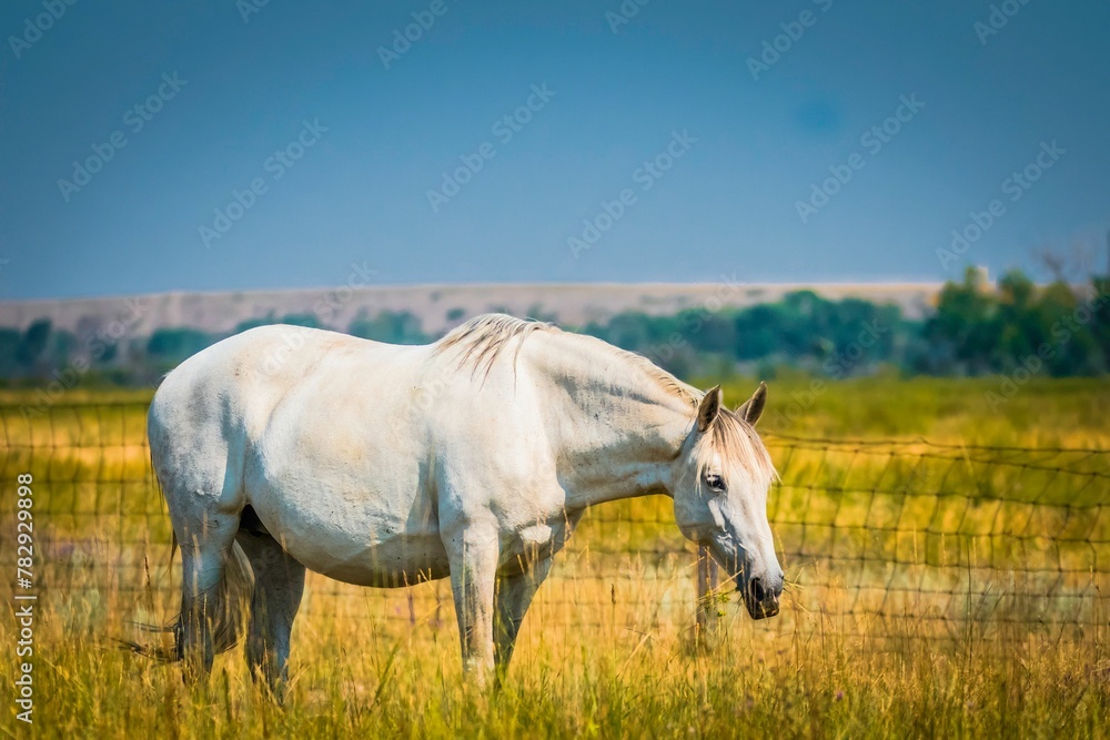 Beautiful white horse grazing in a field with weathered grass under the clear, blue sky Beautiful white horse grazing in a field with weathered grass under the clear, blue sky