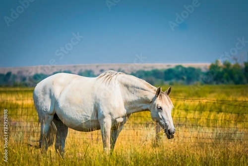 Beautiful white horse grazing in a field with weathered grass under the clear, blue sky © Wirestock