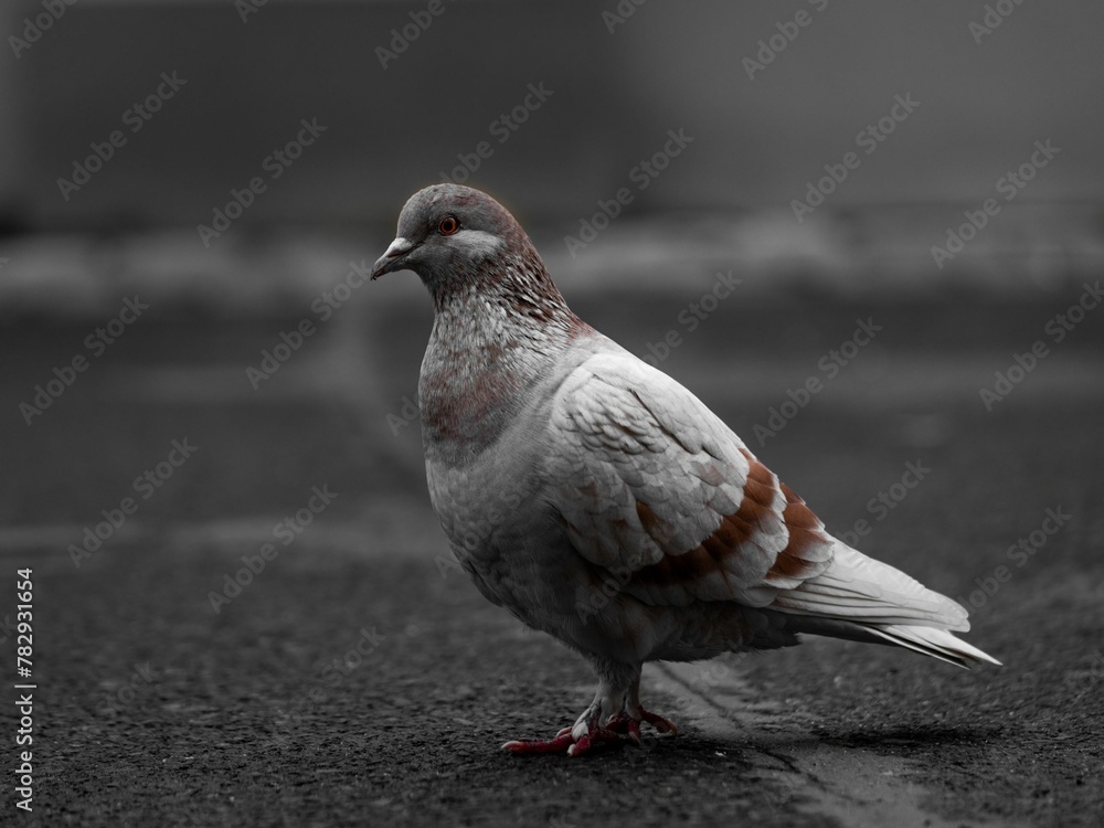 Closeup shot of a gray brown pigeon on a road Closeup shot of a gray brown pigeon on a road