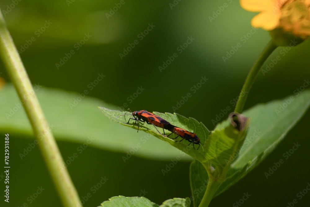 Macro of mating Froghoppers on a green leaf Macro of mating Froghoppers on a green leaf