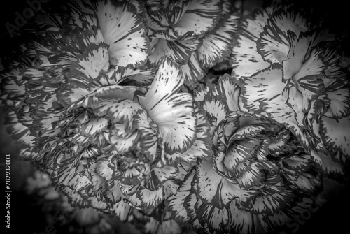 macro of beautiful carnations with scalloped petals in black and white