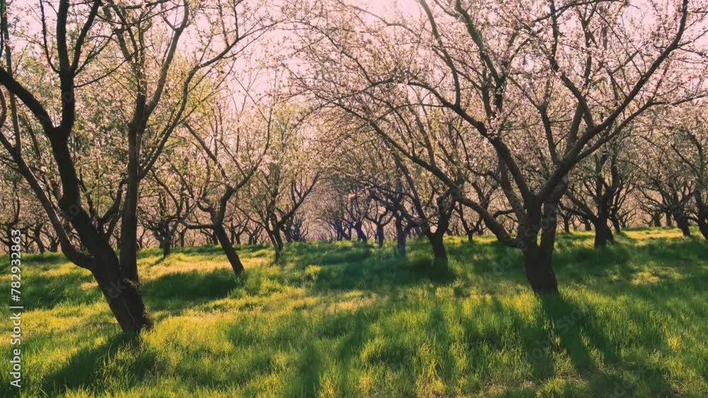 Motion video of beautiful orchard of almond trees in blossom during spring time. Motion video of beautiful orchard of almond trees in blossom during spring time.