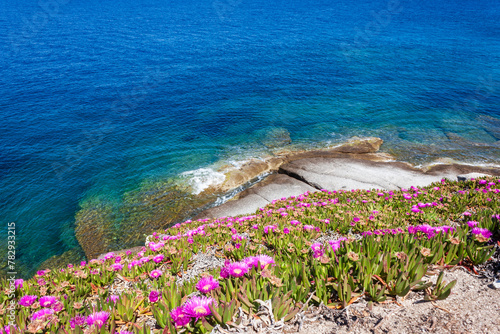 granite rocks and the fuchsia flowering of the Hottentot figs at Capo Sant Andrea, in the Tuscan archipelago: photo