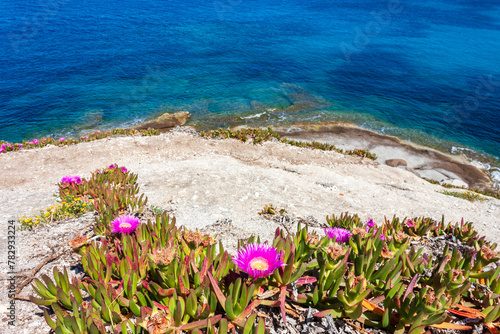 granite rocks and the fuchsia flowering of the Hottentot figs at Capo Sant Andrea, in the Tuscan archipelago: