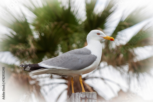 This stoic seagull poses on a post near the Tuscany coastline. 