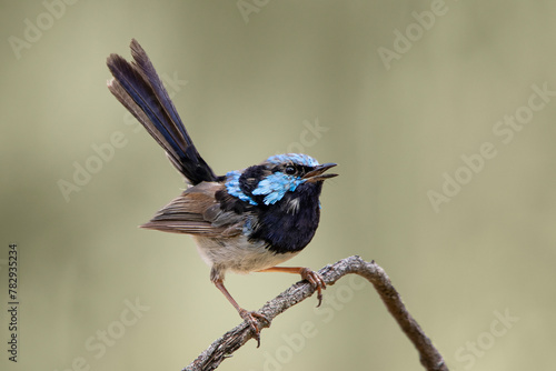 Superb Fairywren (Malurus cyaneus) male photo