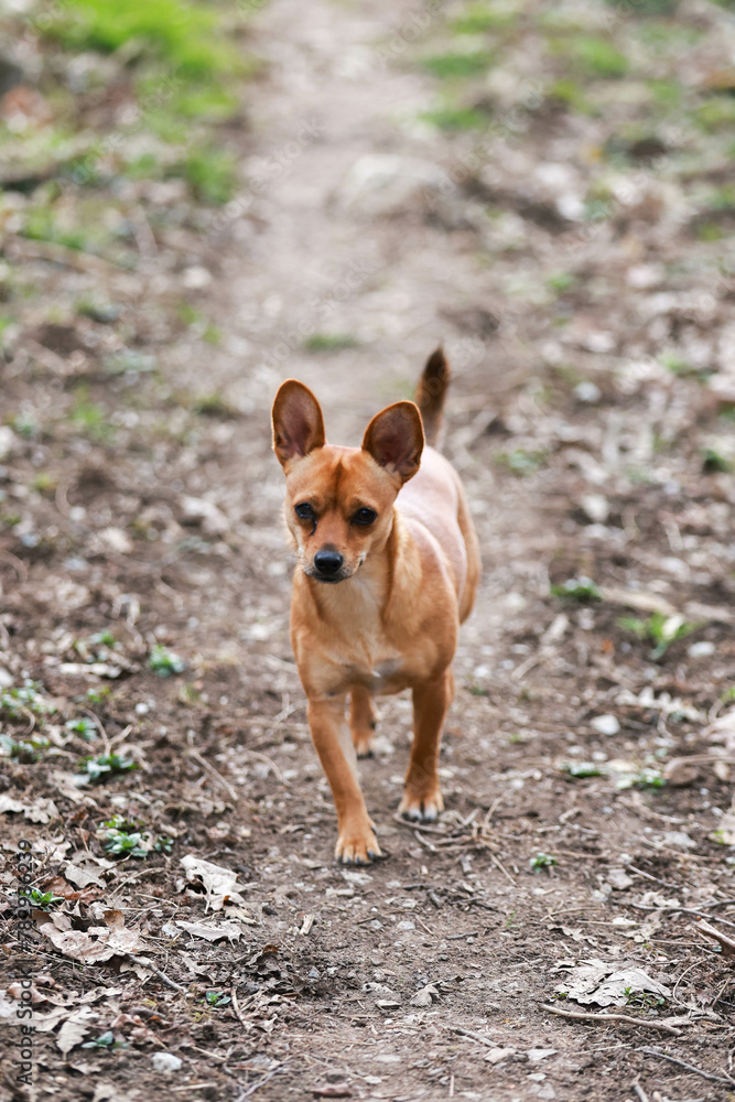 Selective of a Chihuahua dog in a park Selective of a Chihuahua dog in a park