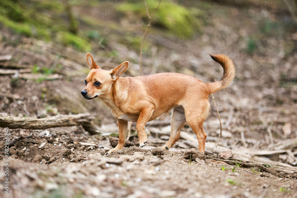Selective of a Chihuahua dog in a park Selective of a Chihuahua dog in a park