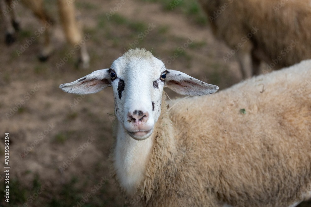 Fototapeta premium Portrait of a fluffy Jezersko Solaava goat in the farm meadow with blur background