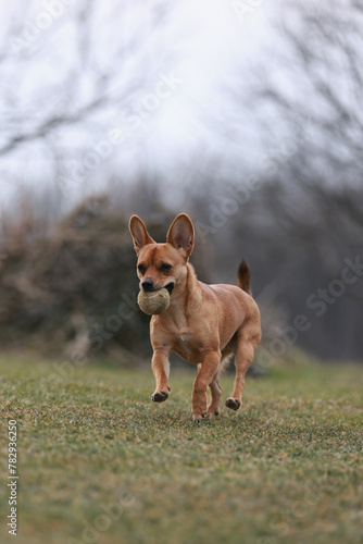 Vertical shot of a Portuguese Podengo dog running with a ball in its mount