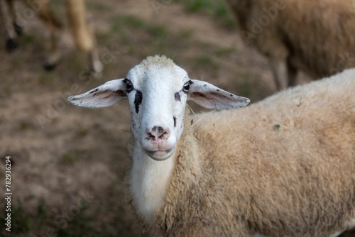 Portrait of a fluffy Jezersko Solaava goat in the farm meadow with blur background