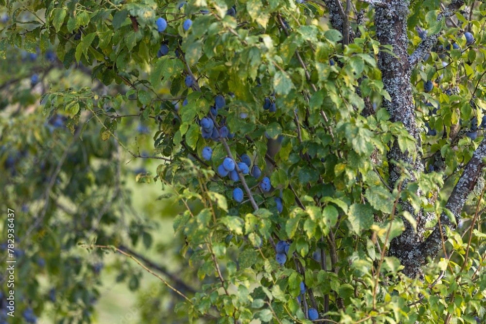 Closeup of plums growing on a green branch of a tree in a garden Closeup of plums growing on a green branch of a tree in a garden