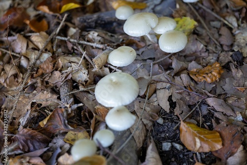 Vertical view of a cluster of Psilocybe serbica mushrooms growing out of a rotting log in the forest photo