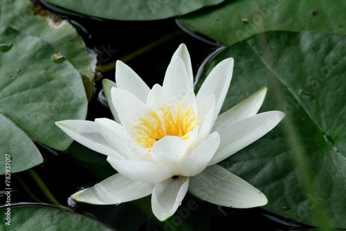 Close-up of a white Waterlily  Nymphaea alba  among large green leaves