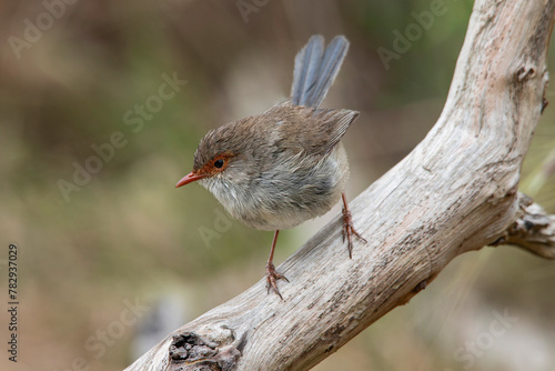 Superb Fairywren (Malurus cyaneus) female