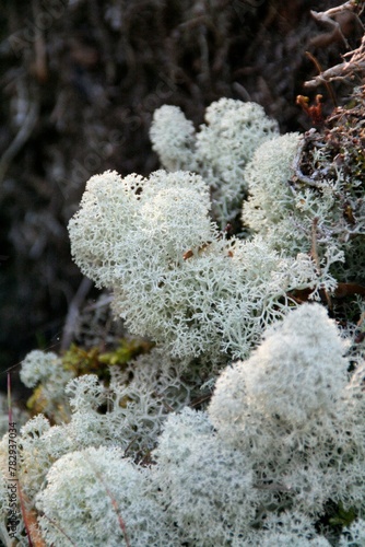 Vertical selective shot of Reindeer cup lichen (Cladonia rangiferina) in nature photo