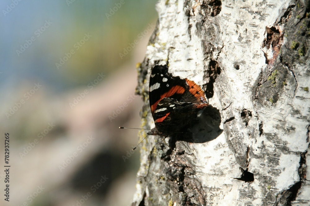 Macro shot of a small butterfly on the tree on a blurred background