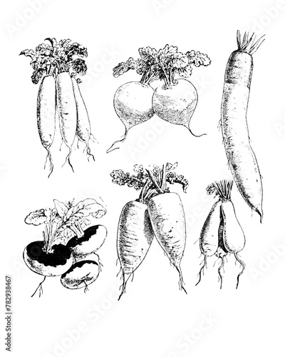 Turnip sketch isolated on white. Hand drawn sketch illustration engraving style