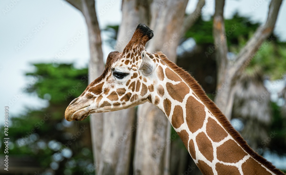 Closeup of a giraffe's head against green trees in a zoo Closeup of a giraffe's head against green trees in a zoo