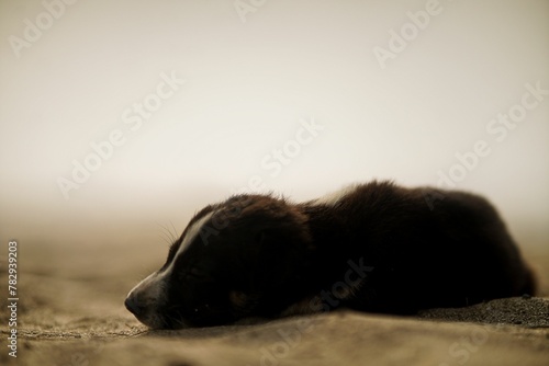 Foto Closeup shot of a lying puppy