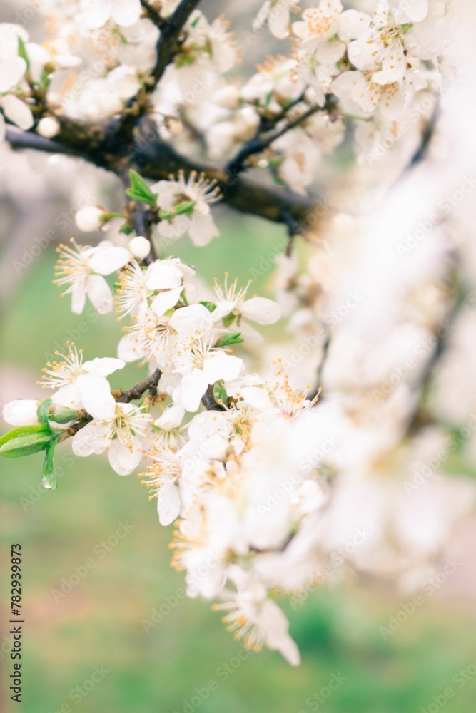 Vertical closeup shot of white cherry blossom flowers.