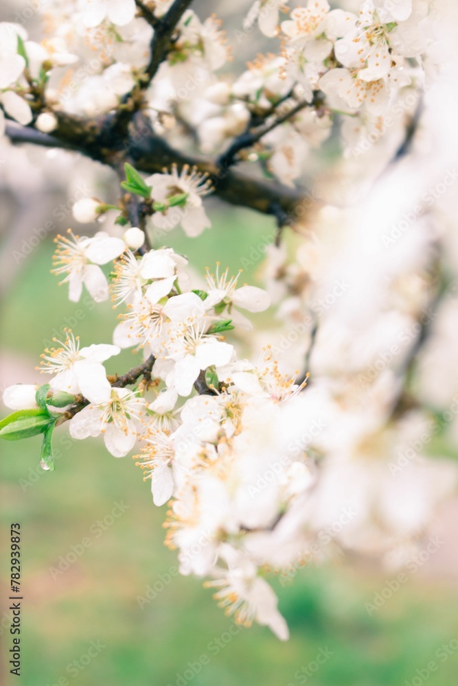 Vertical closeup shot of white cherry blossom flowers. Vertical closeup shot of white cherry blossom flowers.