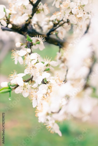 Vertical closeup shot of white cherry blossom flowers.