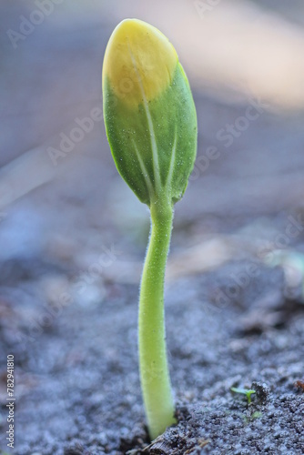 one small green sprout with a leaf of a wild plant in gray ground in a spring garden