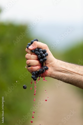 Εκτύπωση καμβά Vertical closeup of the man's hand squeezing grapes.