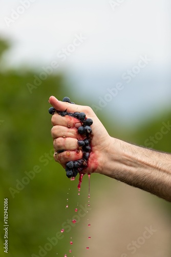 Fotografia Vertical closeup of the man's hand squeezing grapes.