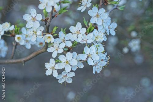 small white flowers on a thin branch of a cherry tree on a gray background in the spring garden