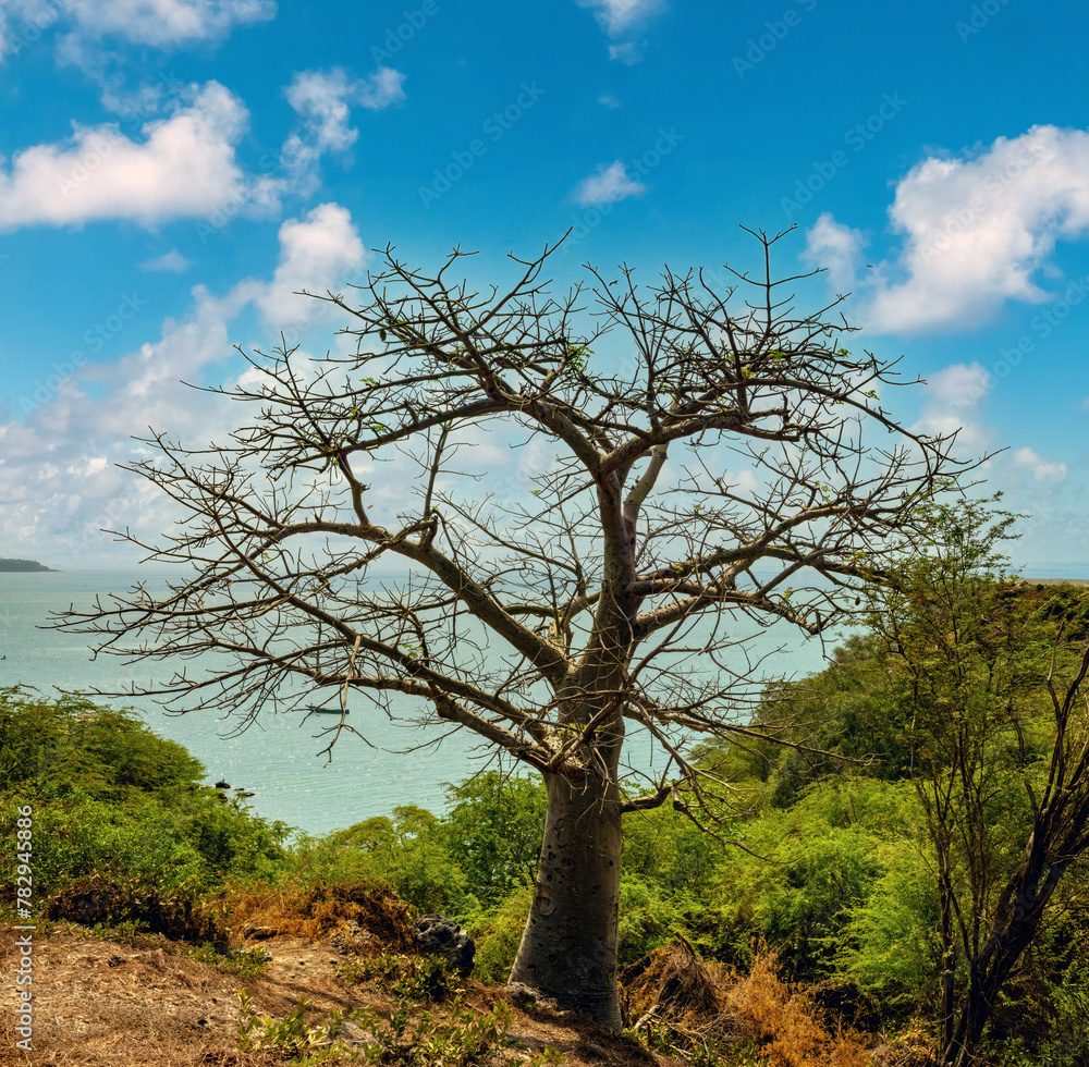 A beautiful baobab tree with the Atlantic Ocean in the background, Dakar, Senegal, West Africa A beautiful baobab tree with the Atlantic Ocean in the background, Dakar, Senegal, West Africa
