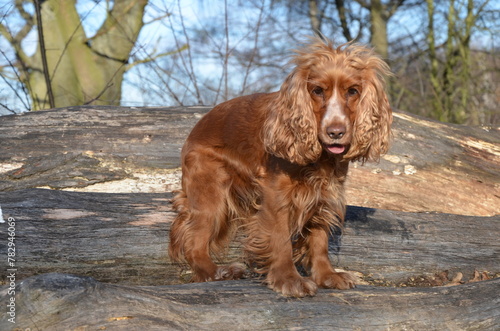 Cocker Spaniel