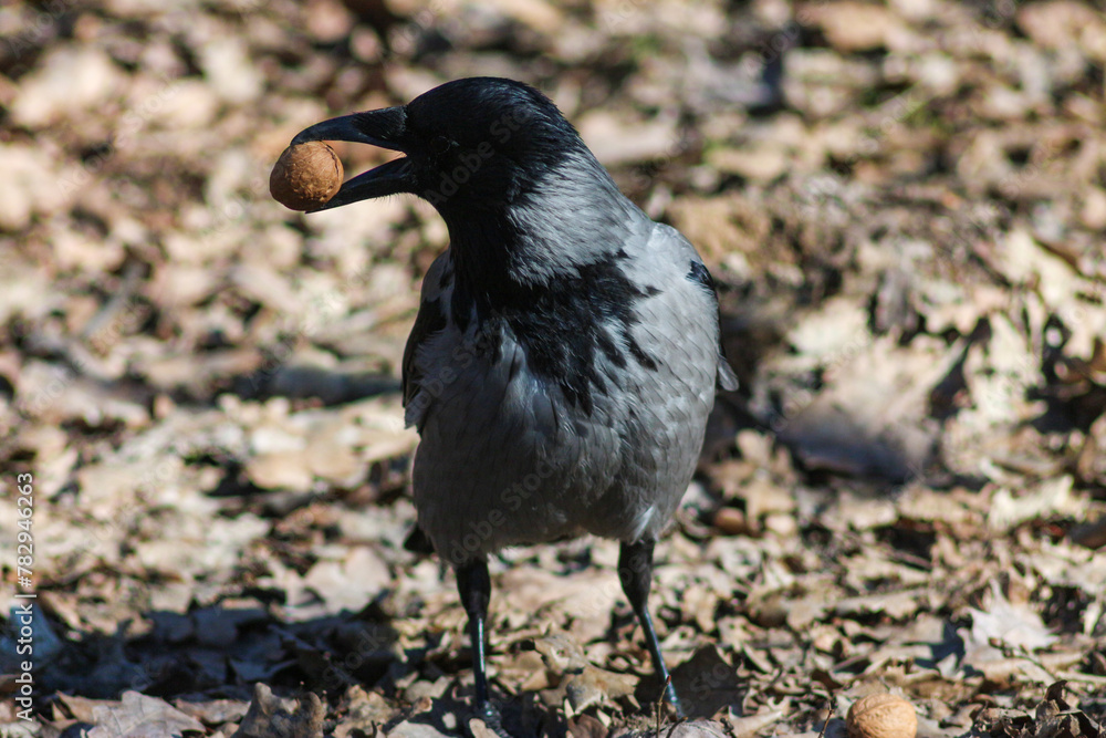 Obraz premium The Hooded Crow On The Branch