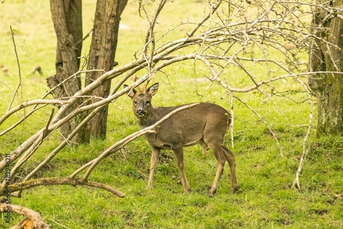 Roe deer standing on greenery field surrounded by trees and looking at camera photo