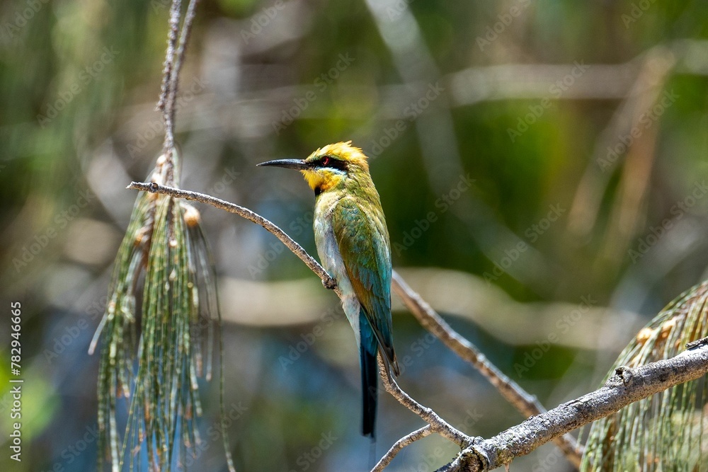 Fototapeta premium Closeup of a Rainbow bee-eater (Merops ornatus) perched to a branch against blurred background