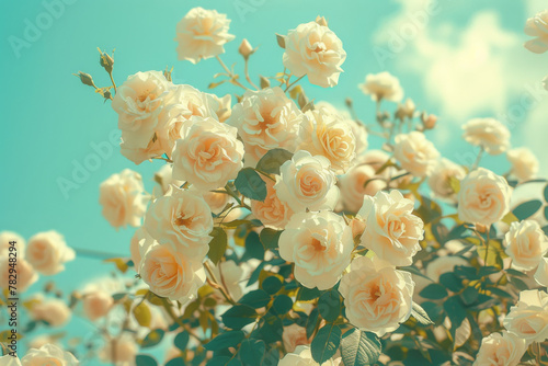 Blossoming Vintage Roses Against Pastel Sky Background