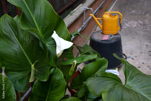 Coltivazione della calla bianca in giardino photo