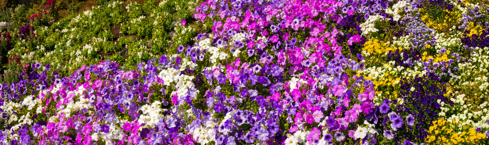 Spring flower fields, Plaza España in Santa Cruz de Tenerife, Canary Islands, Spain