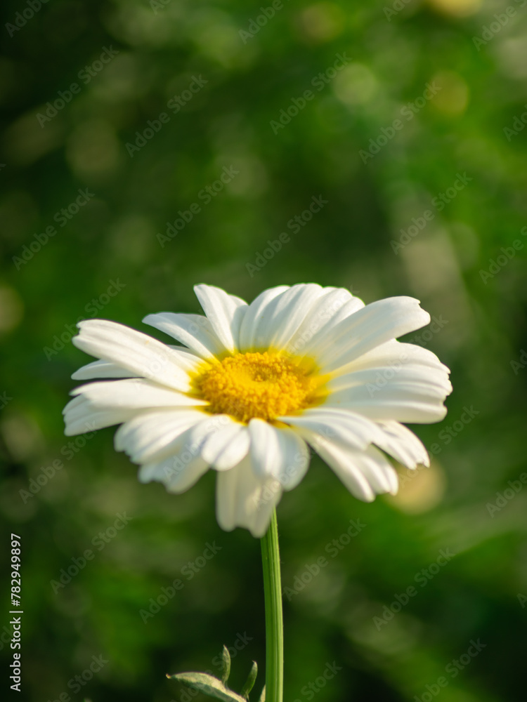 White daisy flower closeup in a sunrise light background. White daisy flower closeup in a sunrise light background.