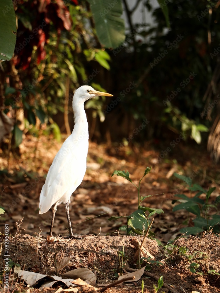 Cattle egret bird standing on dry leaves in the forest ona sunny day, vertical shot Cattle egret bird standing on dry leaves in the forest ona sunny day, vertical shot
