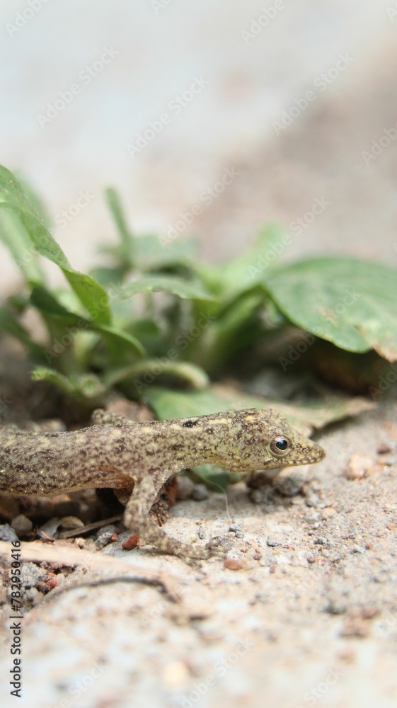 Vertical shot of a Cnemaspis crawling on rocky ground by green leaves Vertical shot of a Cnemaspis crawling on rocky ground by green leaves