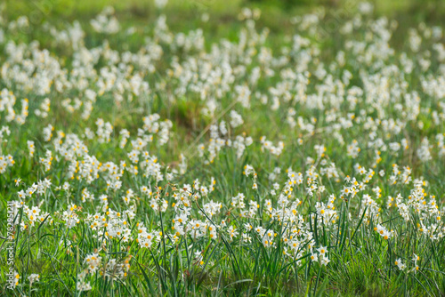 Narcissus Tazetta, mountain daffodil