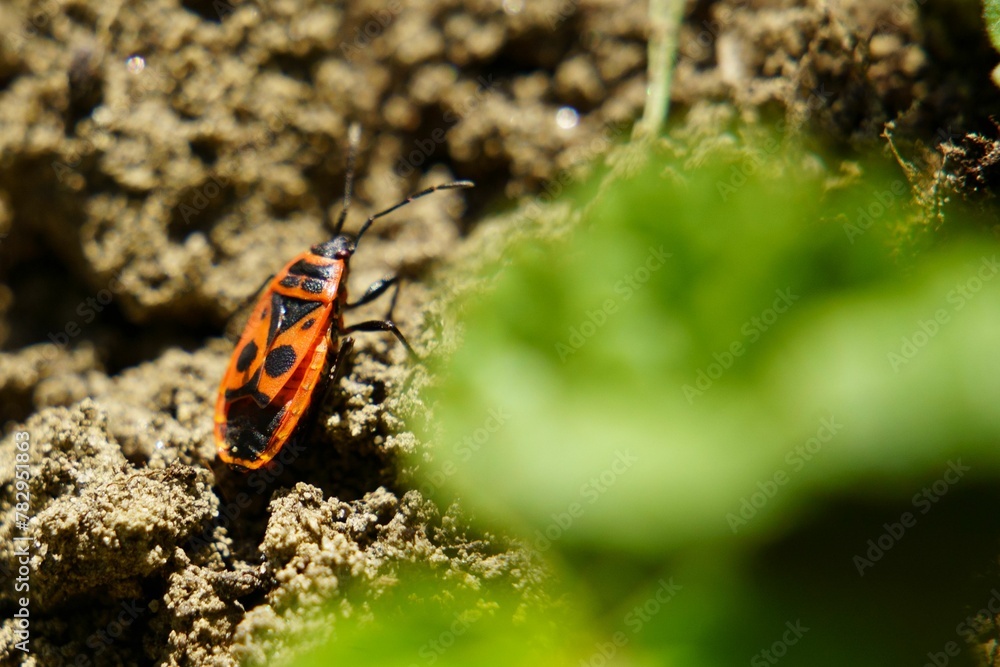 Closeup of a european firebug on rocks in a field under the sunlight with a blurry background Closeup of a european firebug on rocks in a field under the sunlight with a blurry background