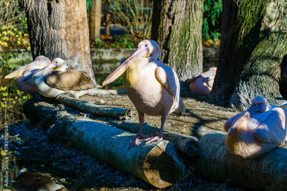 Fototapeta premium Closeup of a flock of great white pelicans perched on wooden logs in a forest on a sunny day