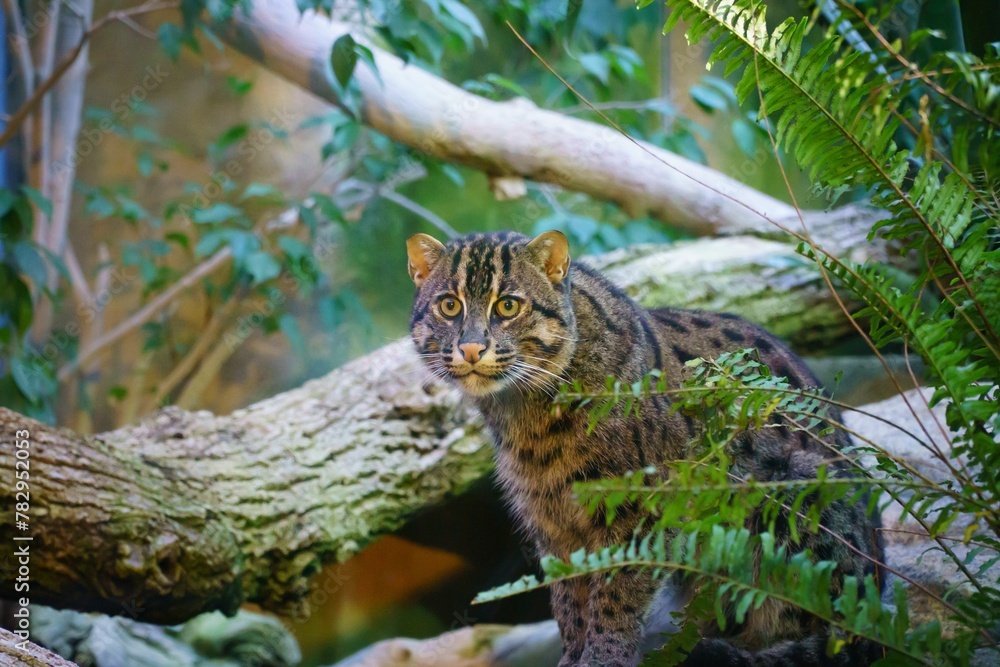 Closeup of a fishing cat in a forest covered in greenery under the sunlight