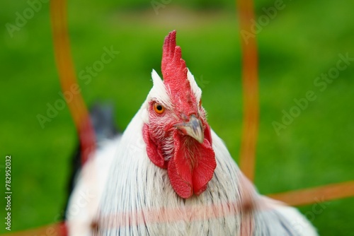 Selective focus of rooster in a green grass field