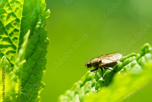 Photography Selective focus of a housefly on a sunlit green leaf with blurred background