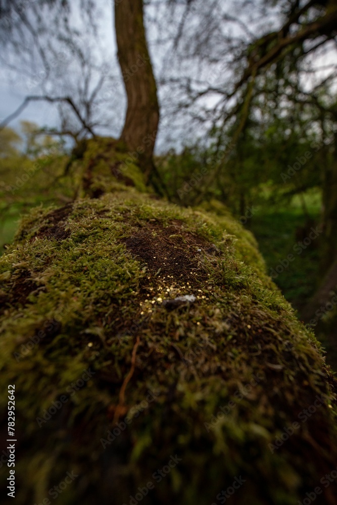 Beautiful view of a tree trunk part covered with moss